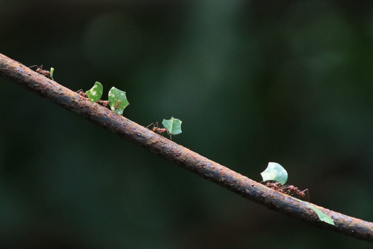 A line of ants on a branch