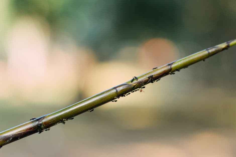 Ants crawling along a tree branch
