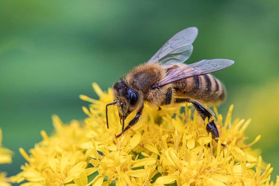 Close-up of a honeybee gathering nectar from yellow flowers
