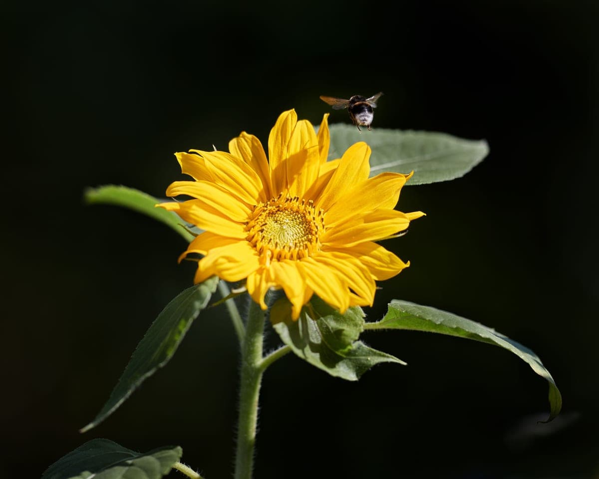 A bee approaching a red flower
