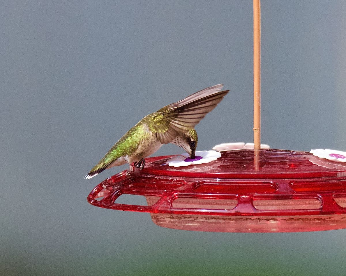 A hummingbird feeder silhouetted against a bright sky