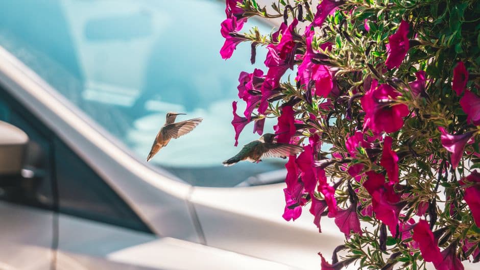 Two hummingbirds hovering beside vibrant pink flowers