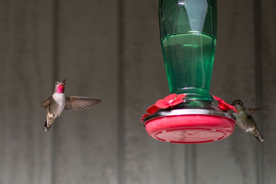 Hummingbirds feeding in mid-flight outdoors