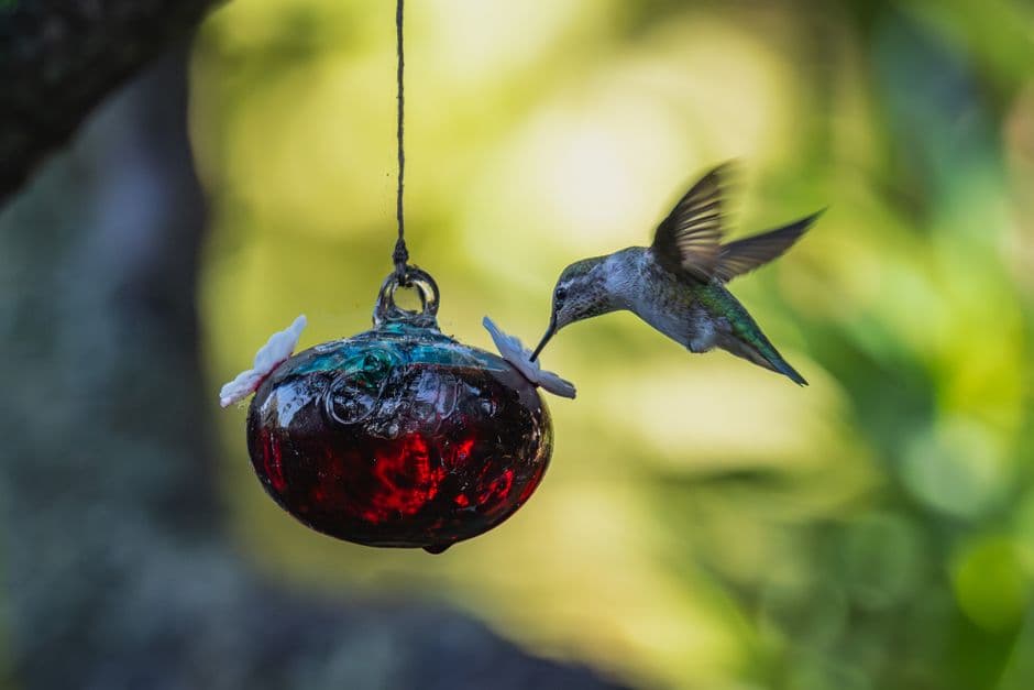 A hummingbird feeding at a glass feeder