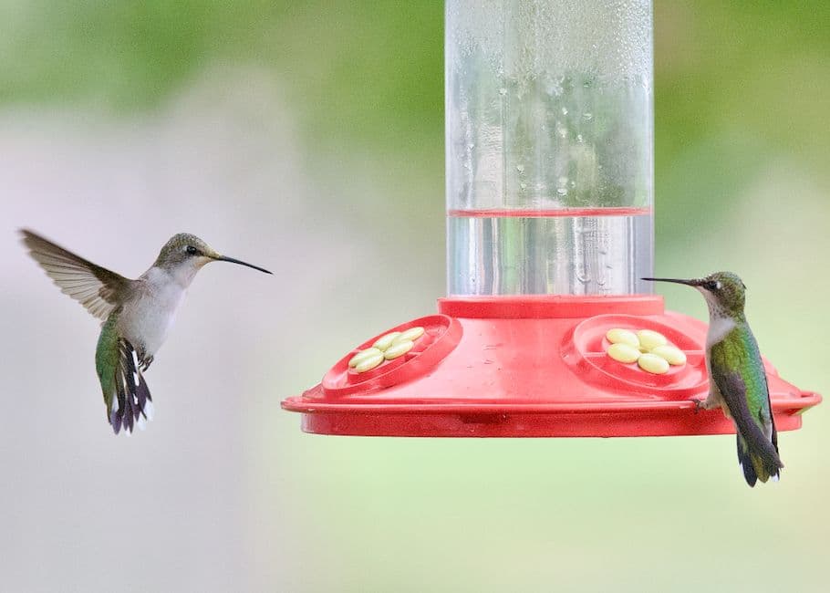 Two ruby-throated hummingbirds feeding outdoors