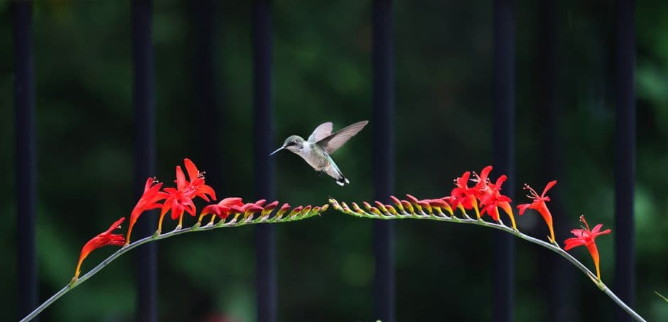 A hummingbird hovering beside red flowers