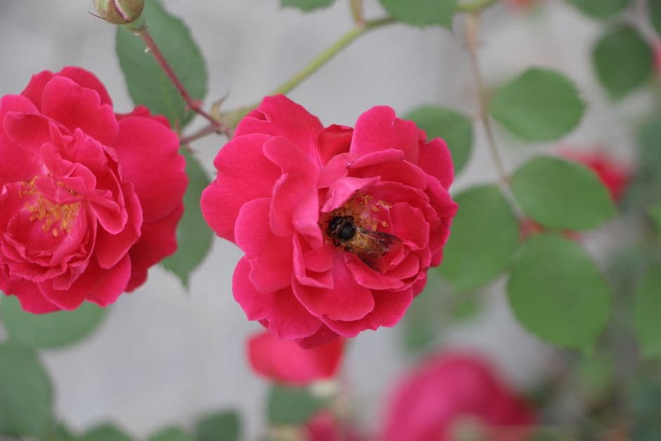 A bee on a bright red flower