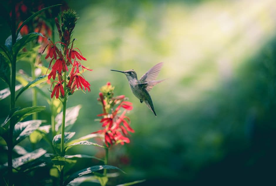 A hummingbird hovering near red flowers in bright sunlight