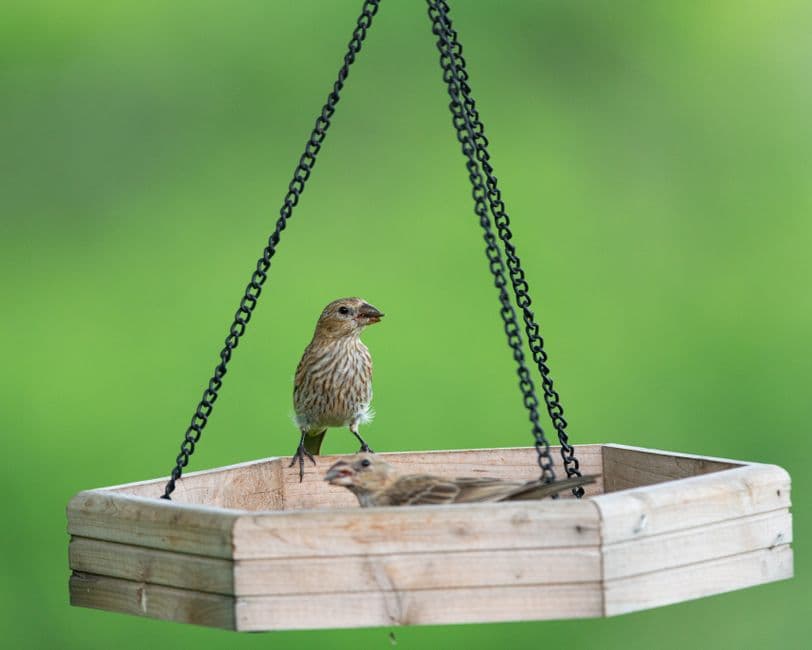 Birds at a feeder in a green garden