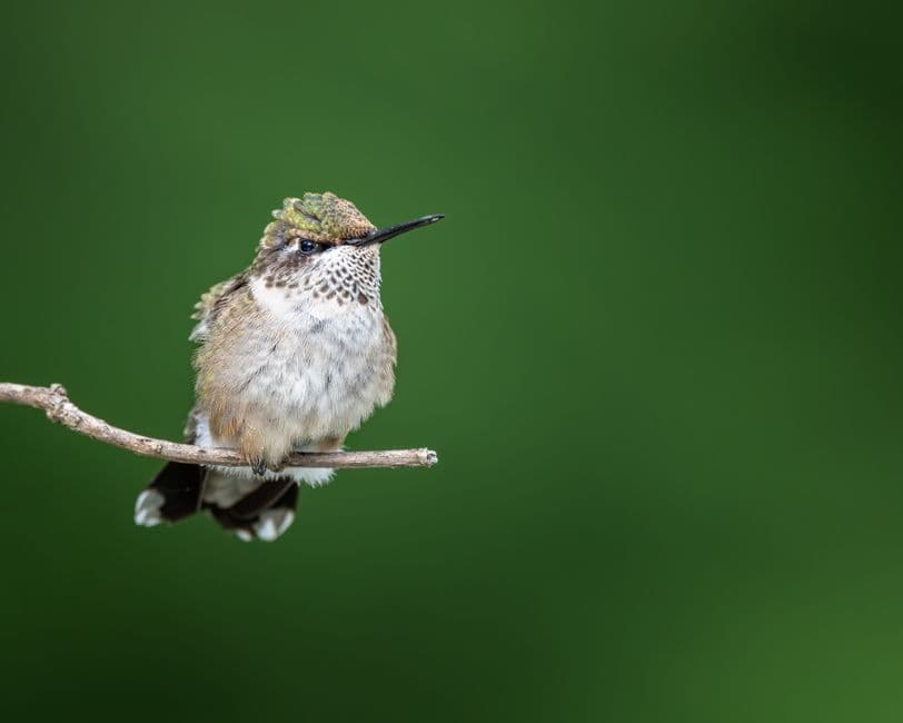 A small fluffy hummingbird sitting on a thin twig against a blurred green background