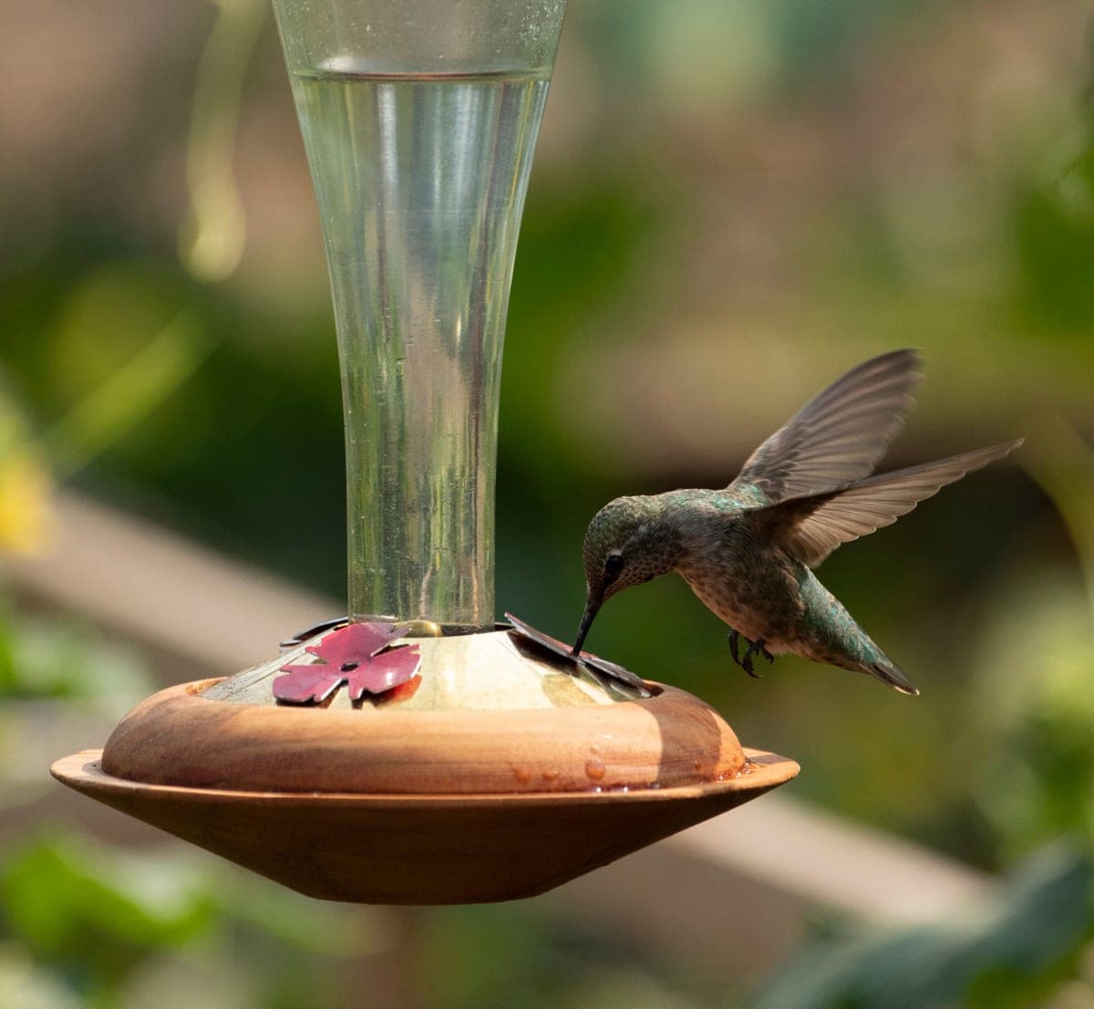 A hummingbird drinking from a red feeder, photographed close up