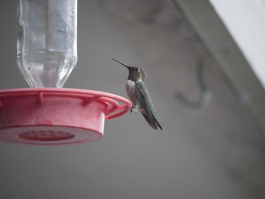 A hummingbird perched on a red feeder