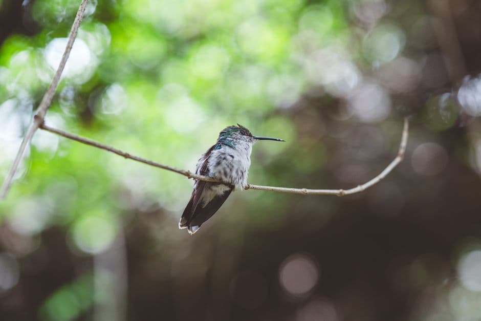 A hummingbird resting on a branch