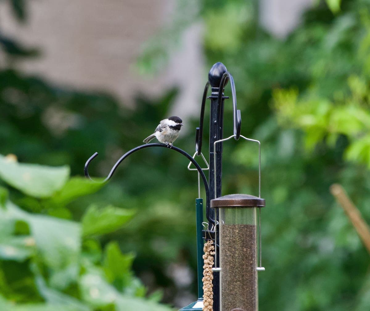 A shepherd's hook in a backyard garden