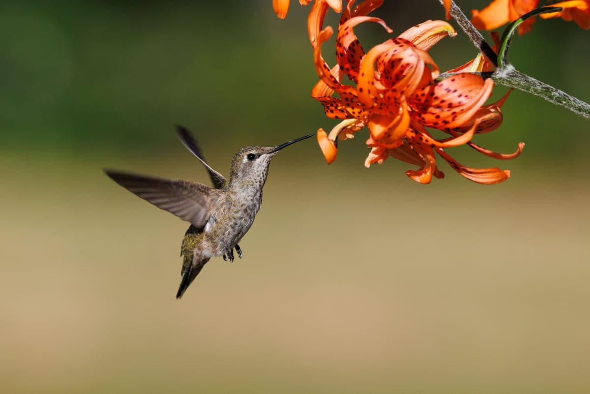 A hummingbird flying over flowers
