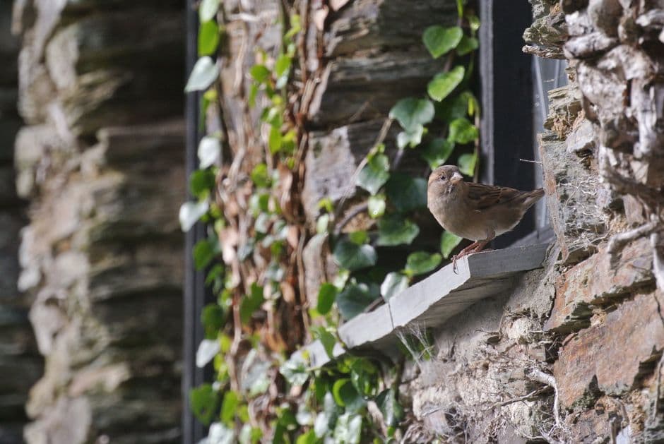 A small bird perched on a windowsill