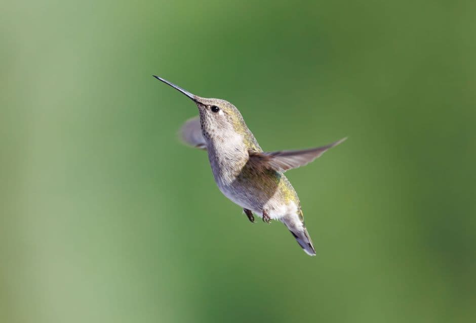 A hummingbird in flight against a green background
