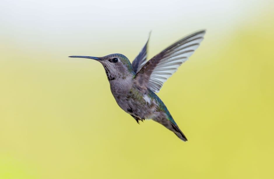 A hummingbird in flight against a soft green background