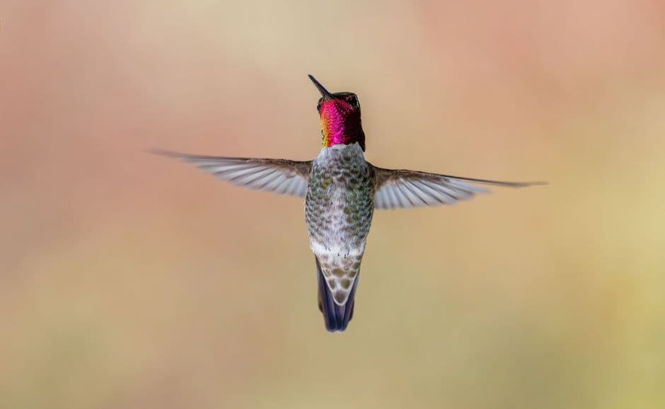 A hummingbird hovering against a colorful background