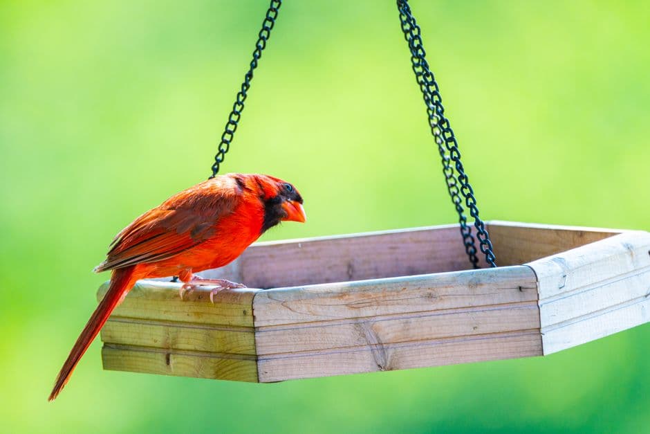 A bird perched on a wooden feeder outdoors
