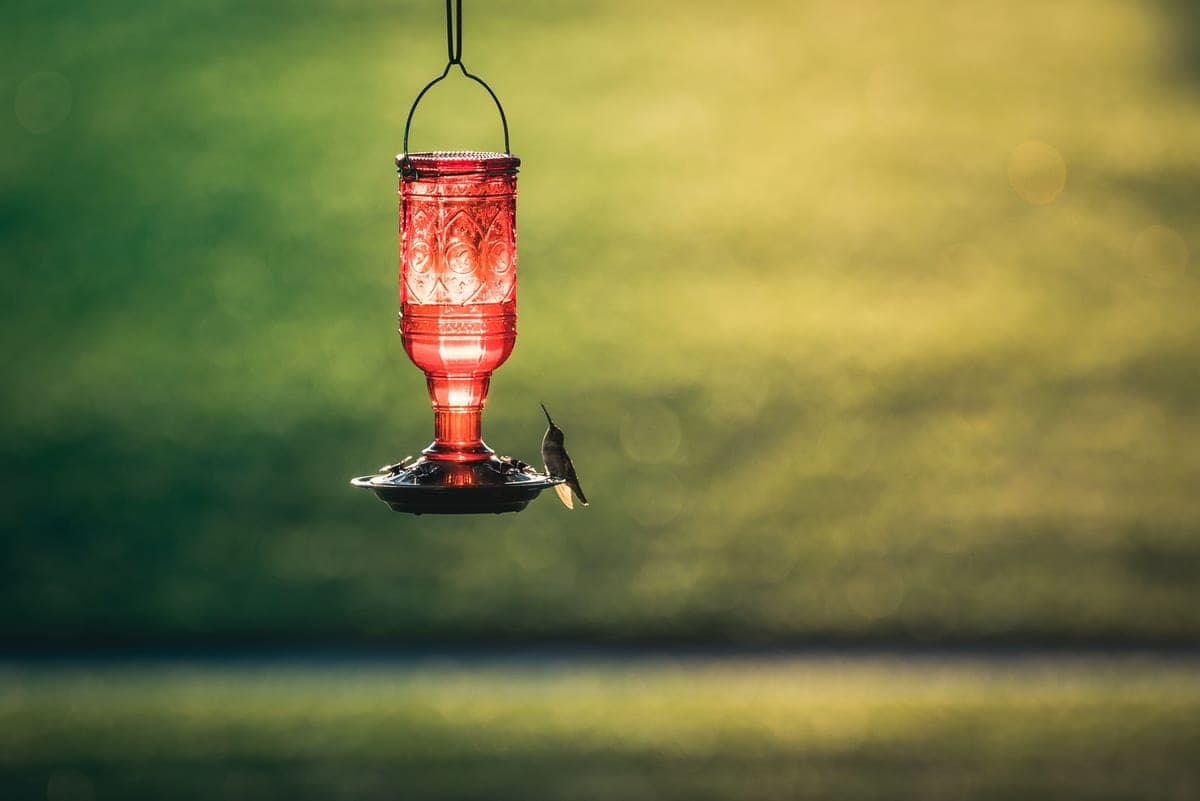 A red plastic feeder hanging outdoors