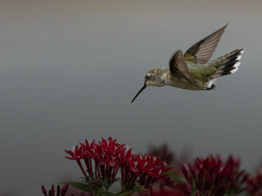 A hummingbird hovering beside vibrant red flowers