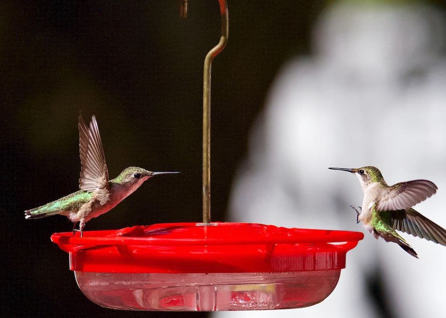 Two hummingbirds feeding at a feeder