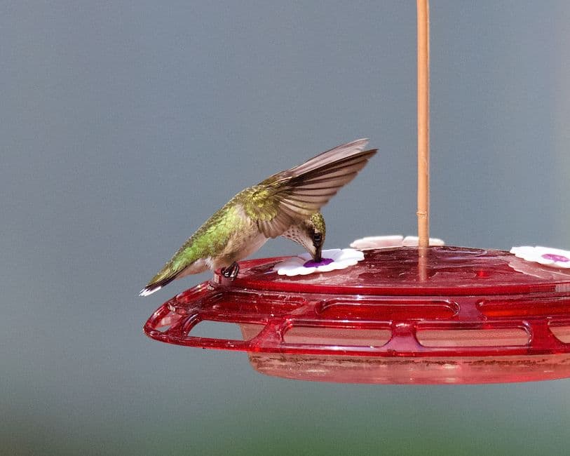 A hummingbird feeding at a garden feeder