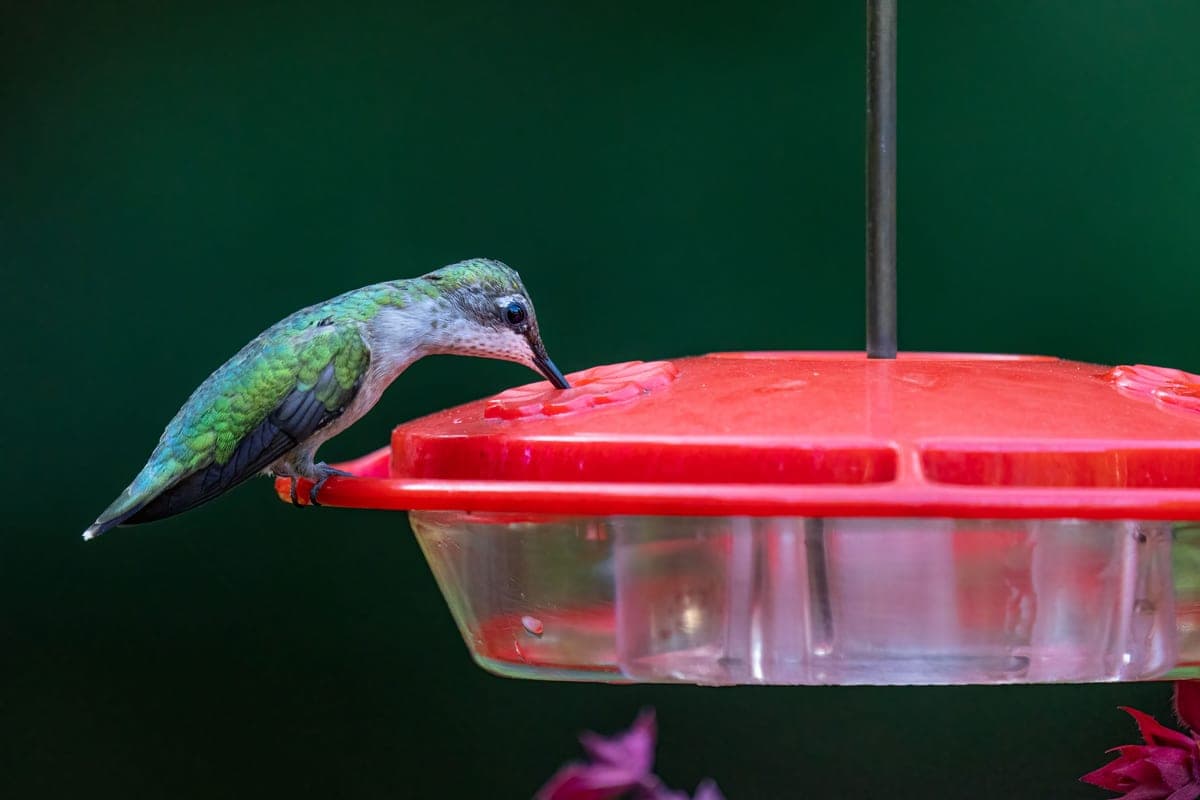 A hummingbird drinking from a feeder port