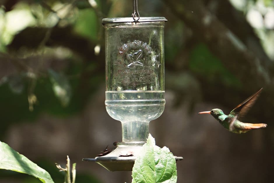 A hummingbird hovering near a clear glass feeder in a garden