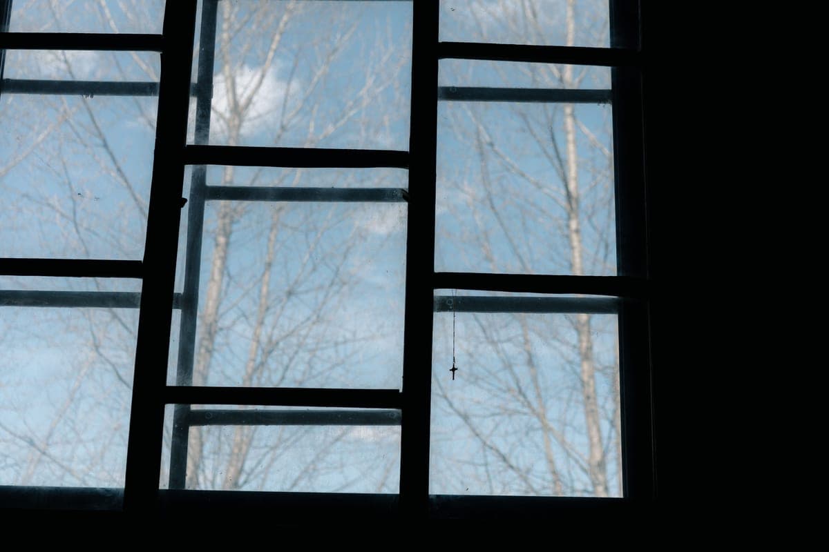 A bird looking through a window pane