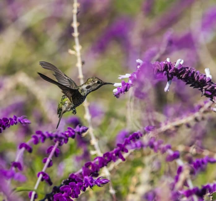 A hummingbird hovering to sip nectar from bright purple blooms