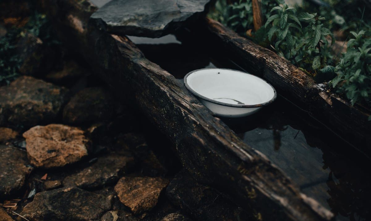 A shallow bowl of water in a garden
