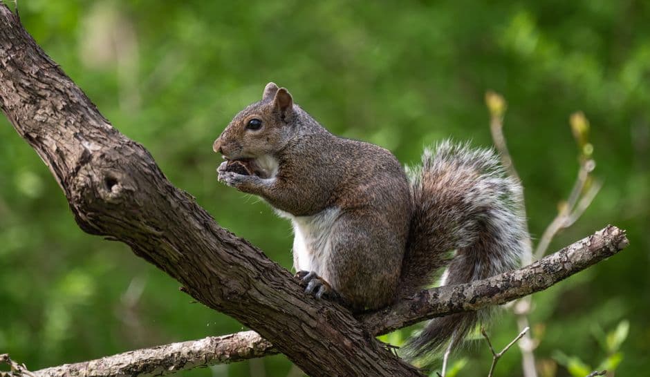 A gray squirrel on a tree branch