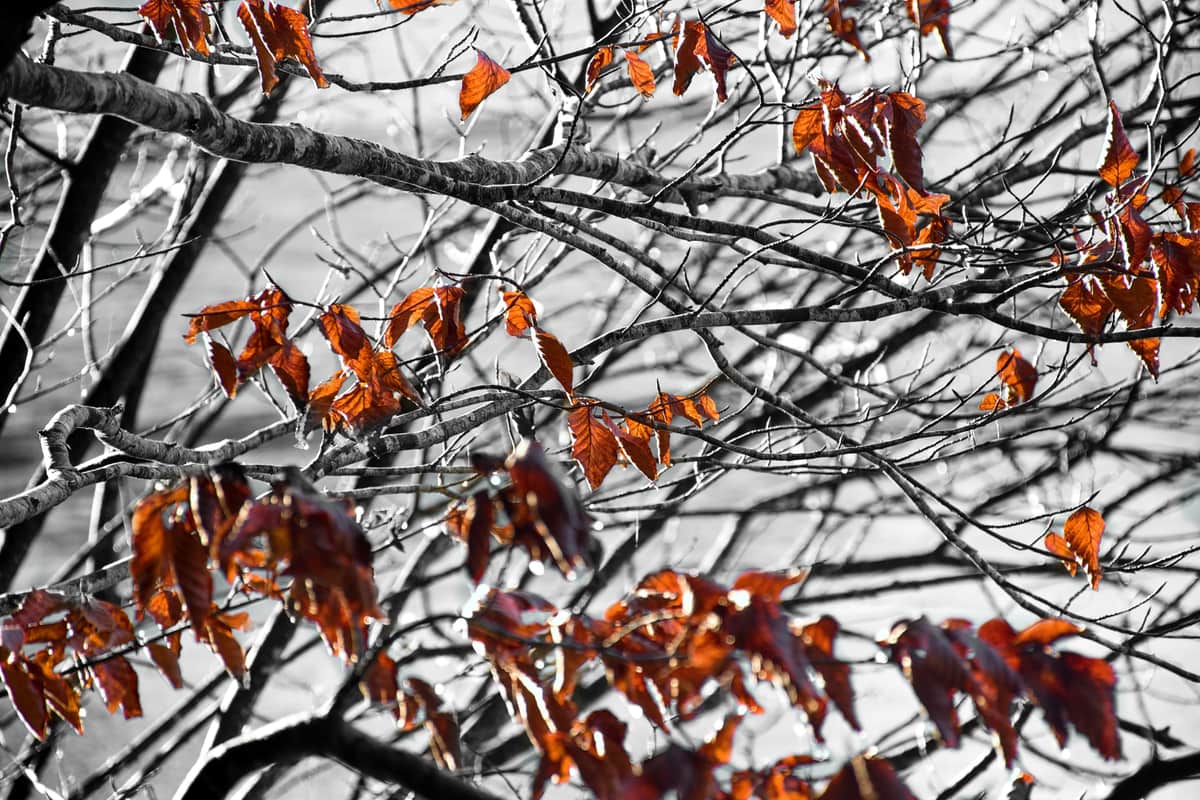 Autumn leaves on bare branches