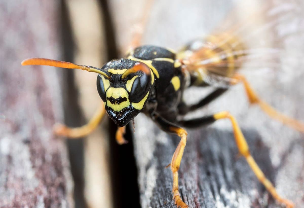 A wasp on a wooden surface