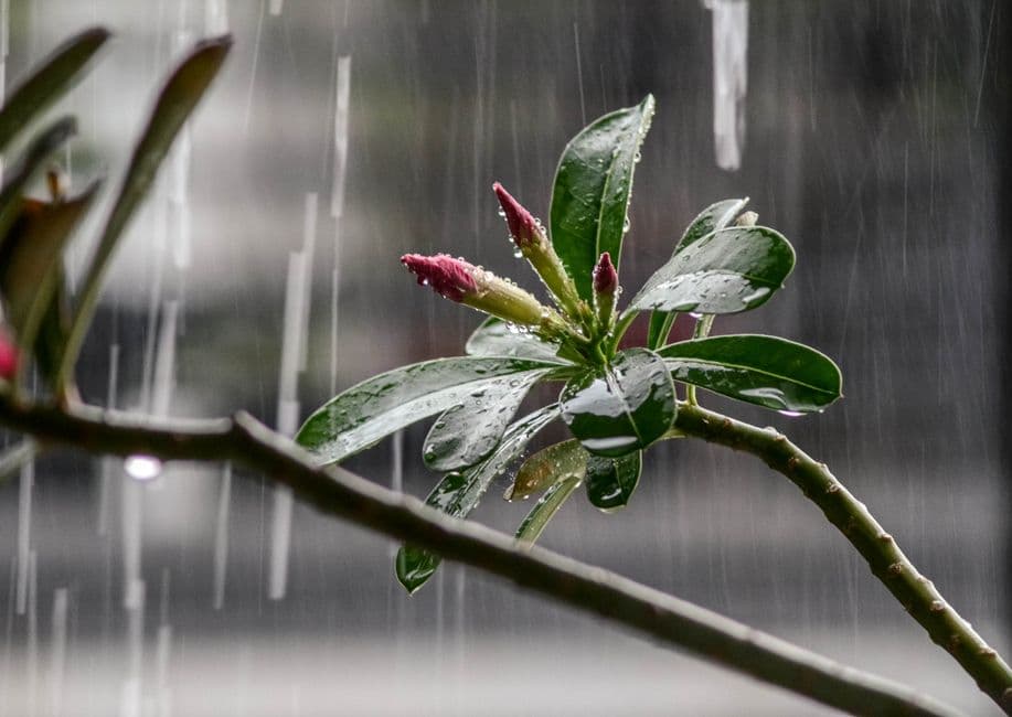 Raindrops on garden leaves and buds during a rain shower