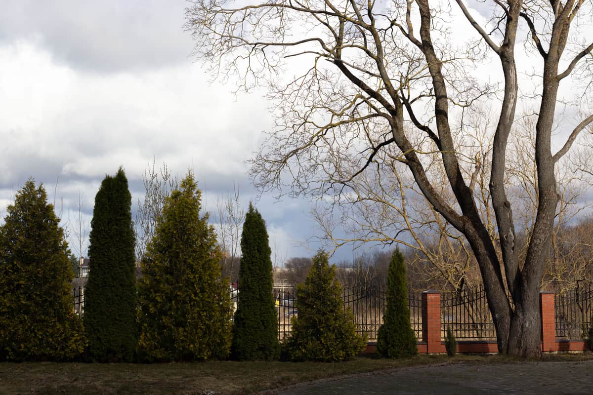 An empty garden with bare trees