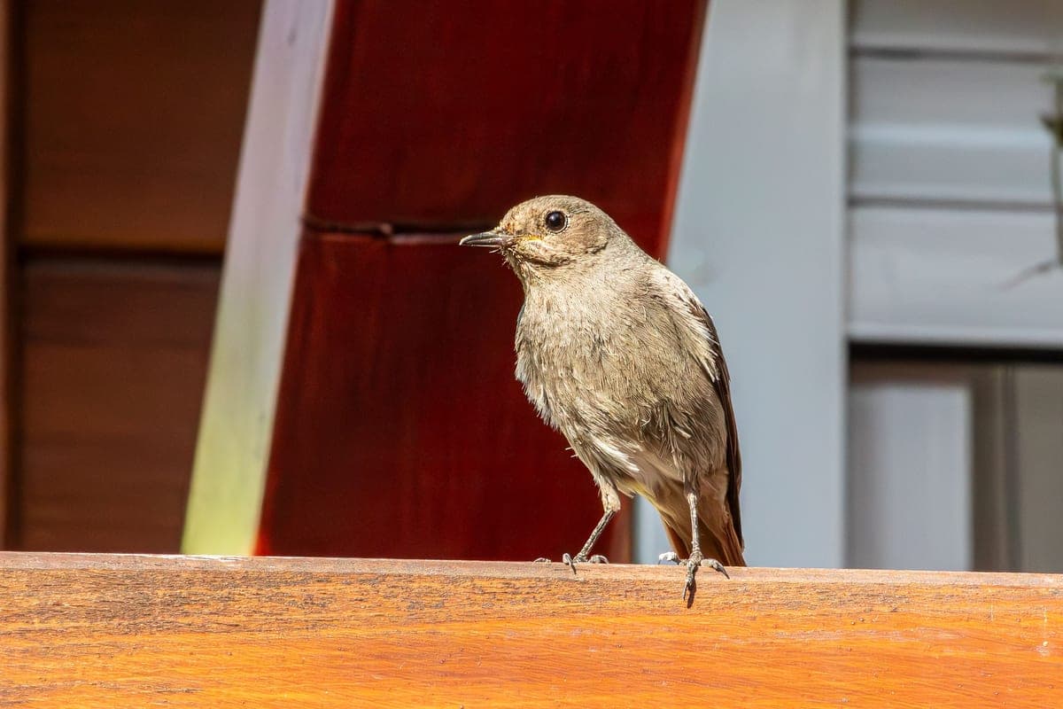 A small bird at a window ledge