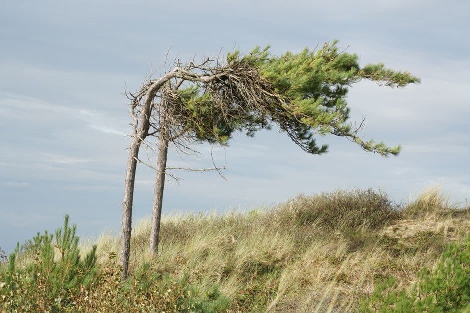Pine trees bent by wind on a coastal dune