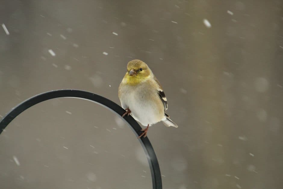 A small bird perched during winter snowfall