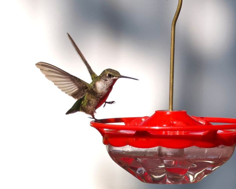 A hummingbird hovering at a red feeder