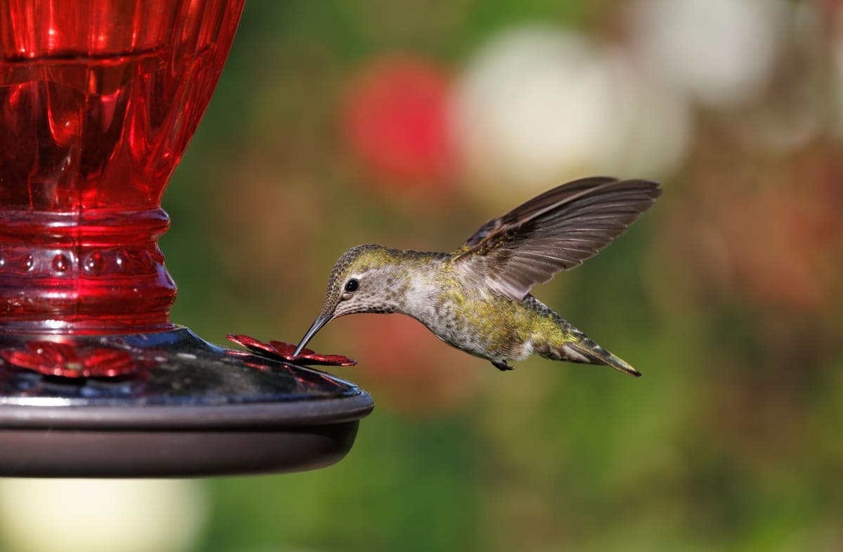 A hummingbird hovering at a red feeder in a garden