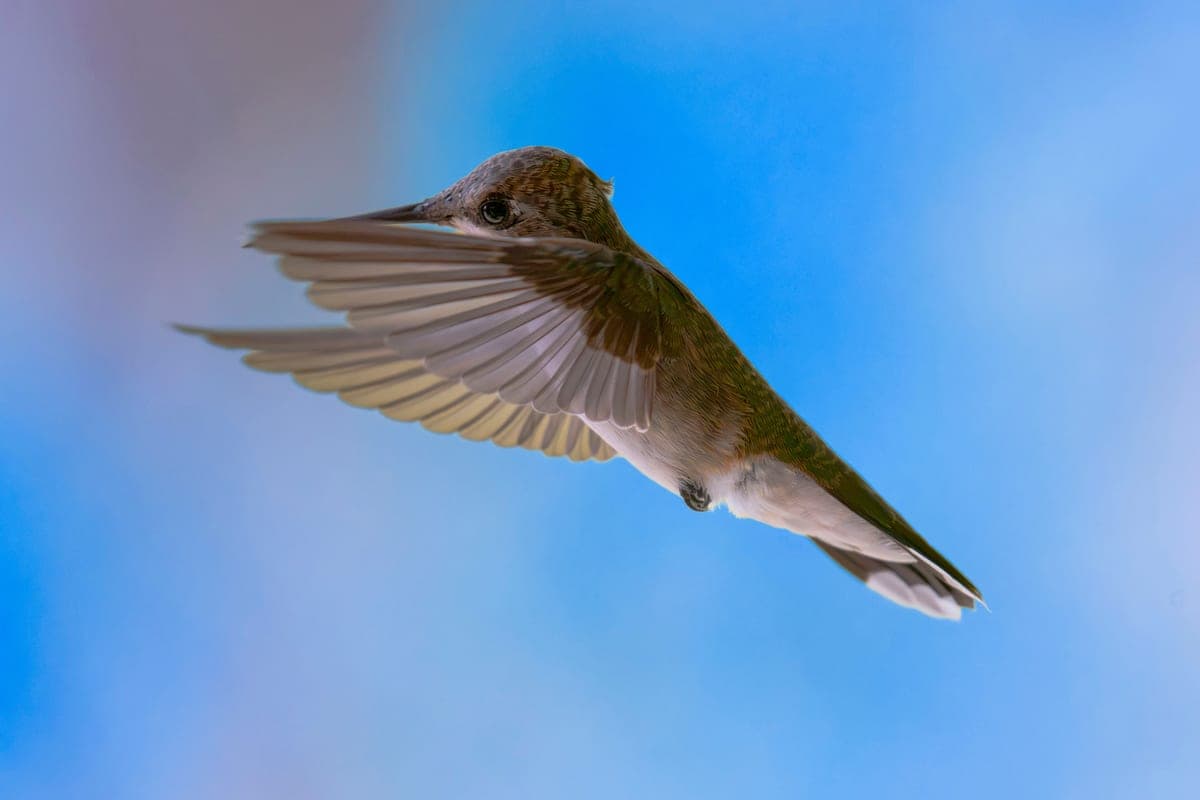 A hummingbird in flight against an open sky